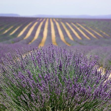 Un Coin De Luberon Daire LʼIsle-sur-la-Sorgue Dış mekan fotoğraf