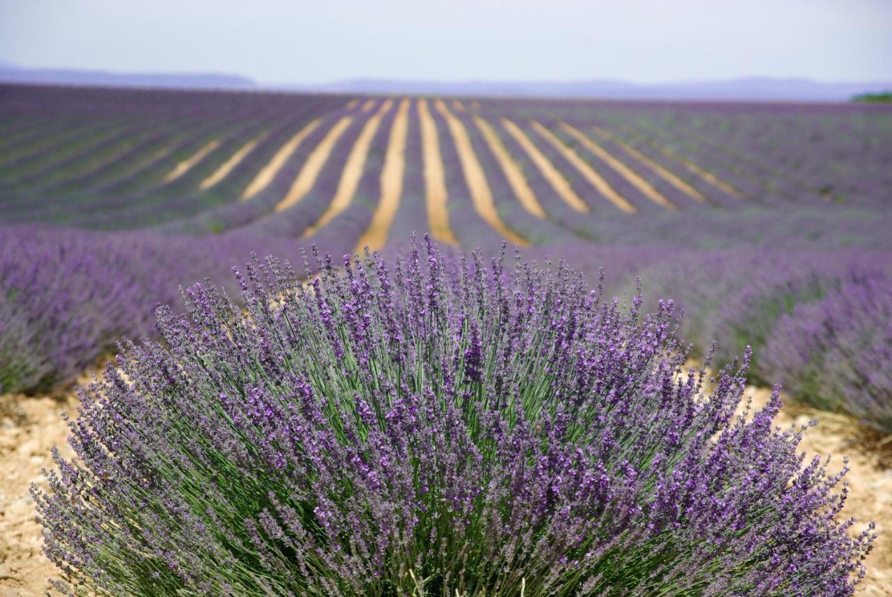 Un Coin De Luberon Daire LʼIsle-sur-la-Sorgue Dış mekan fotoğraf